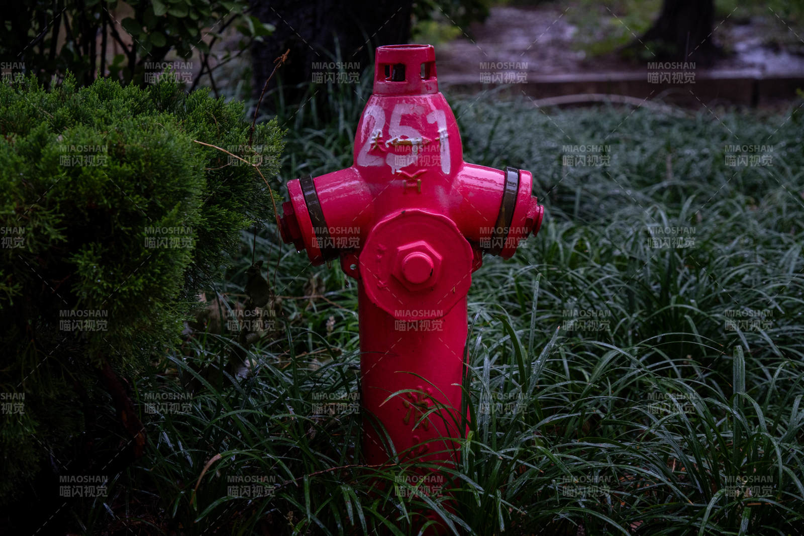 红色消防栓在绿植中图片
