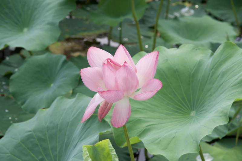 池塘中的粉色莲花图片