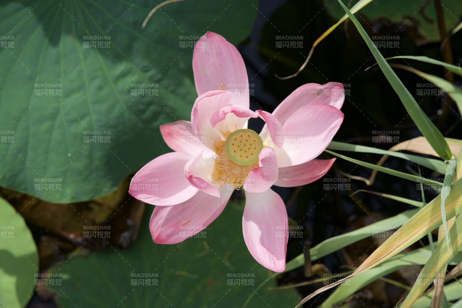 粉色莲花绽放水中图片