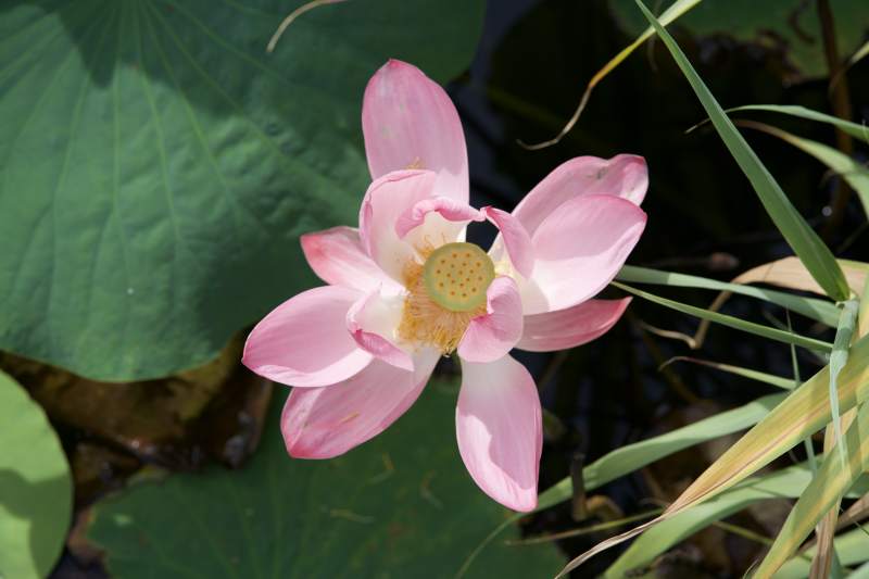 粉色莲花绽放水中图片