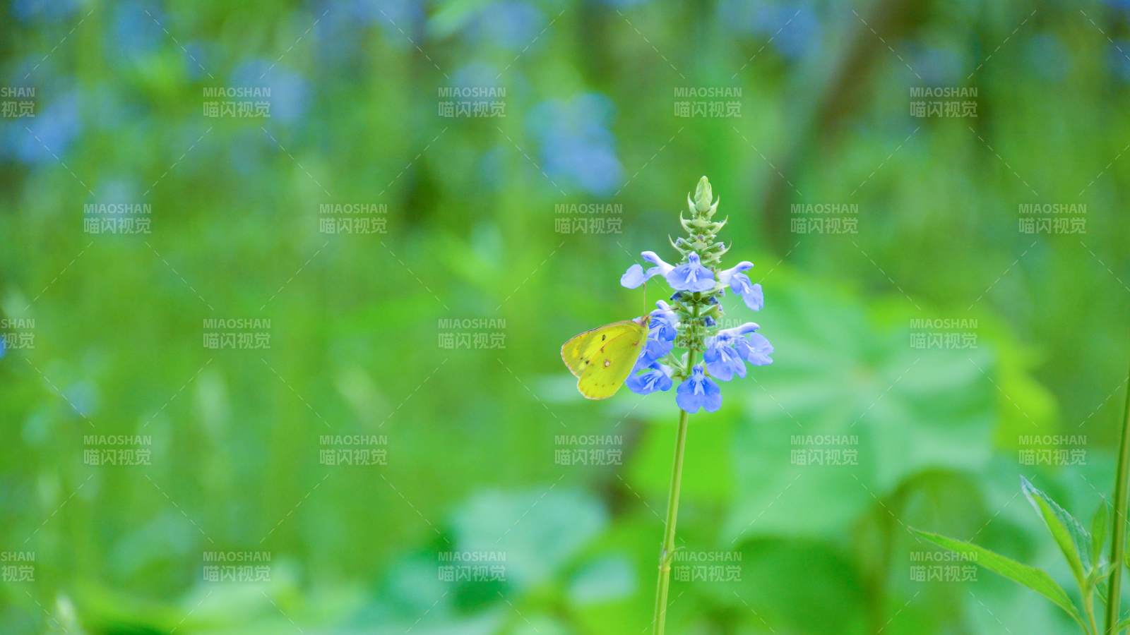 蝴蝶停驻蓝花之上图片