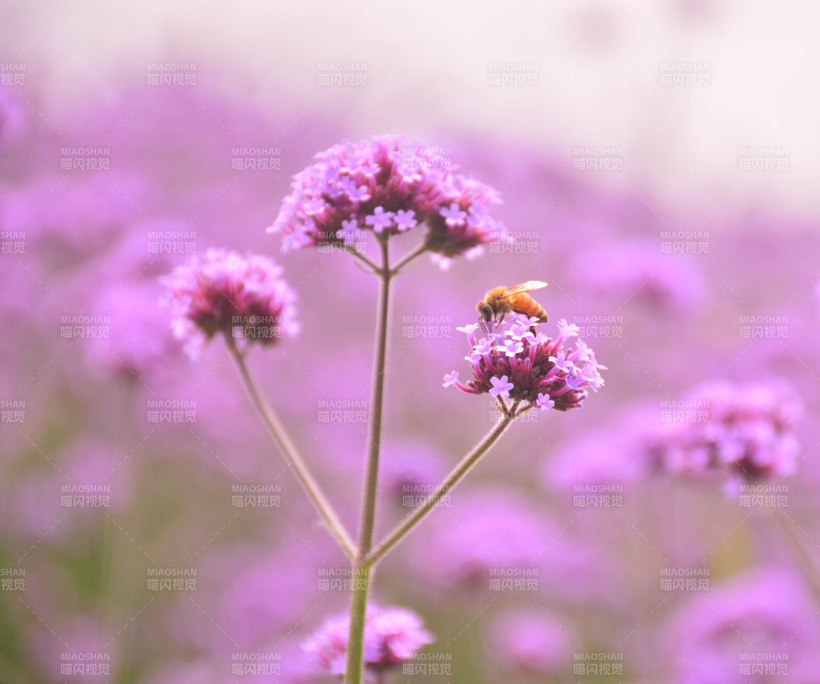 蜜蜂采蜜紫花间图片