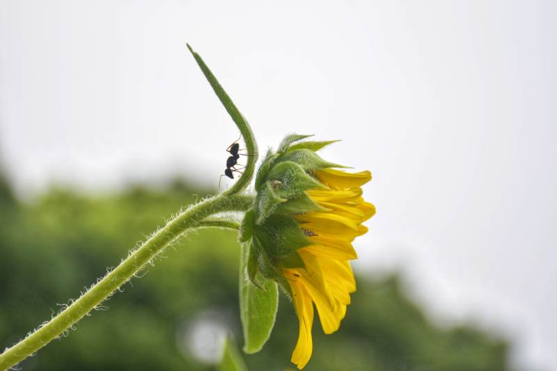 蚂蚁与向日葵的邂逅图片