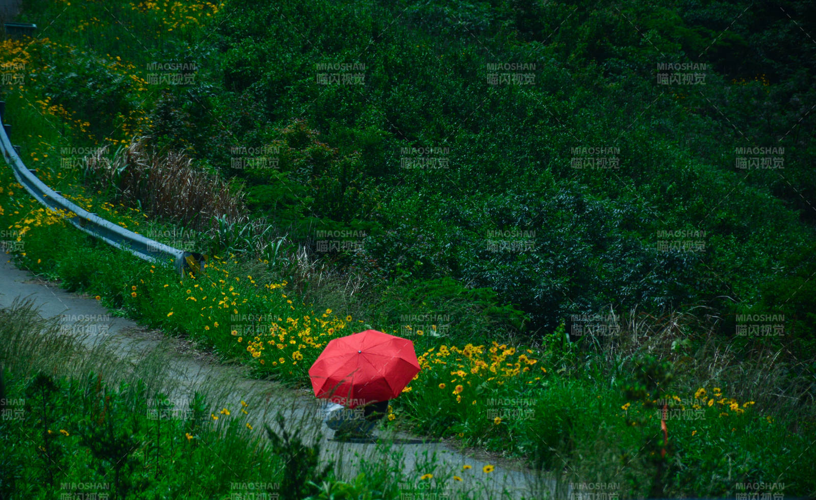 雨中红伞 绿野小径图片