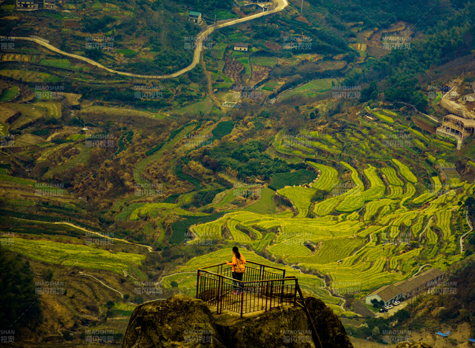 山巅俯瞰梯田油菜花图片