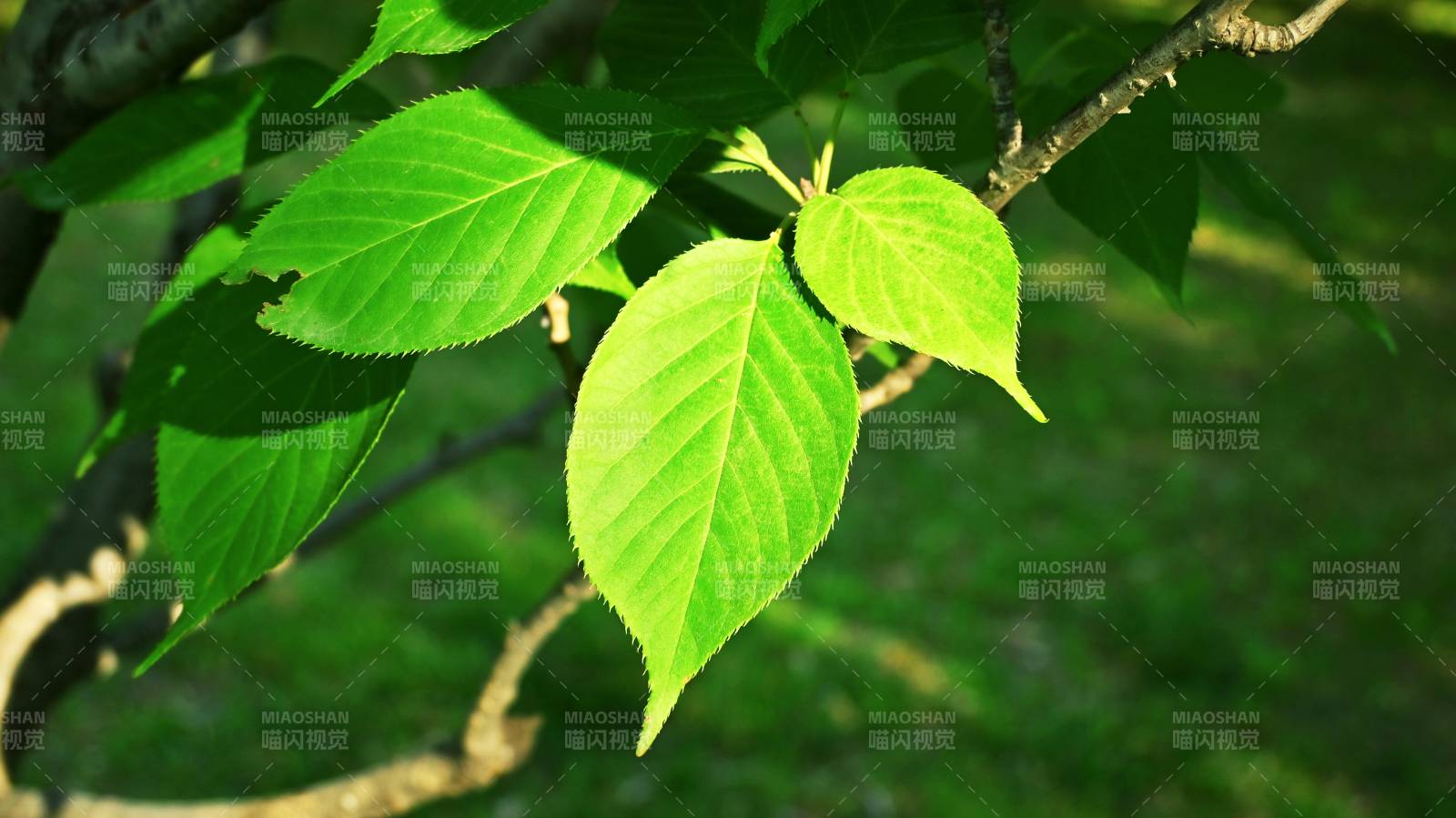 光影下绿叶映枝春意浓图片