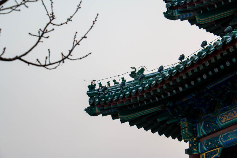 古建筑飞檐与树枝剪影图片