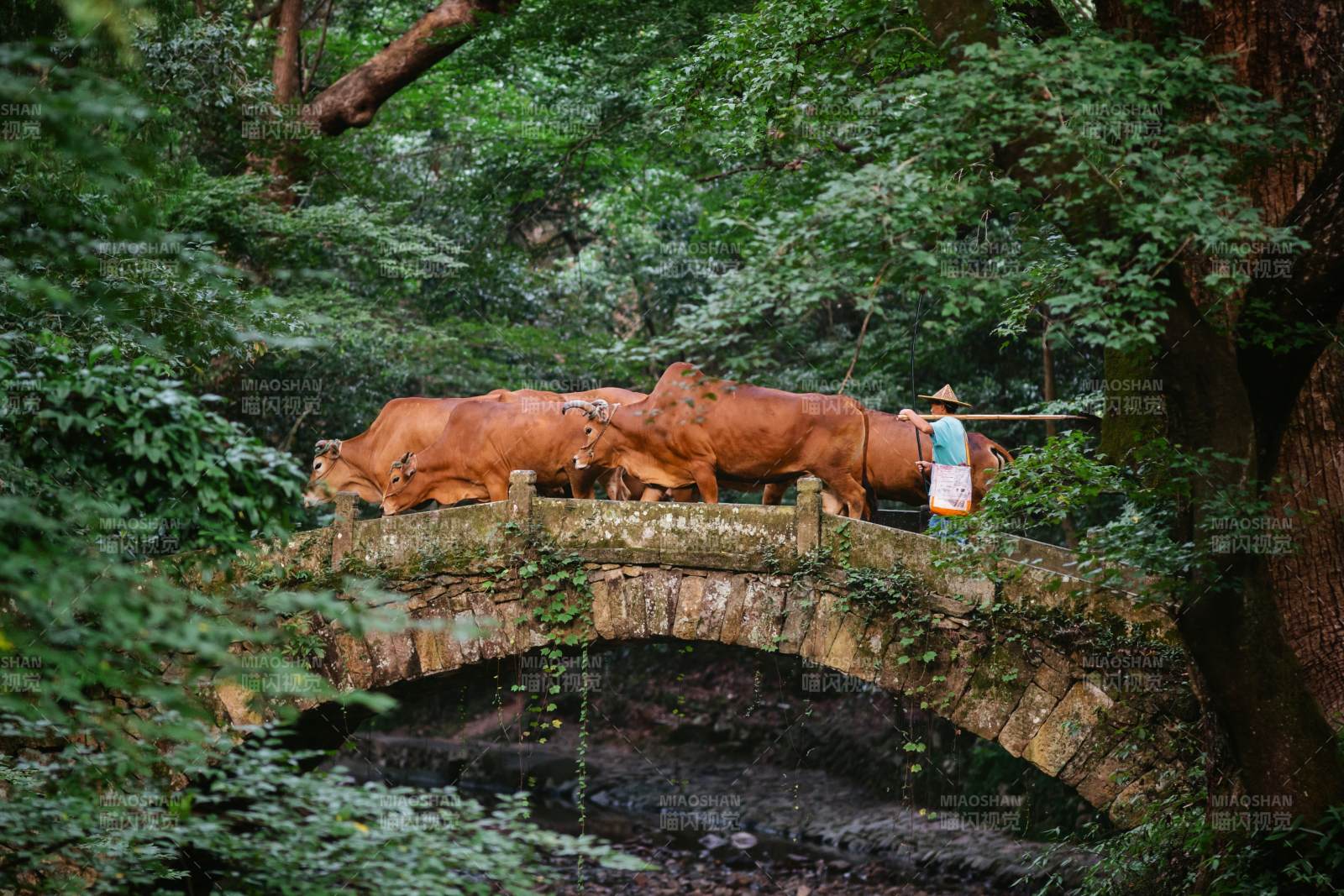 牧牛人与牛群过桥图片