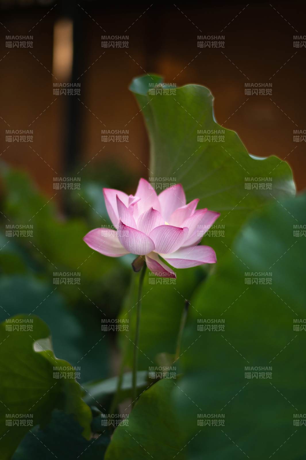 粉莲静绽绿叶间图片