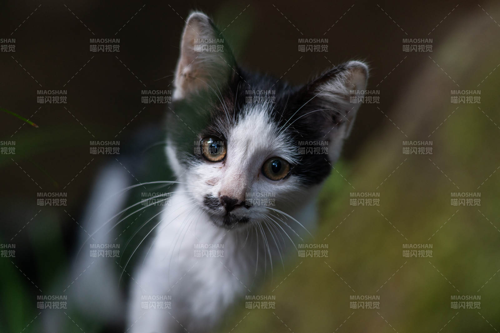 黑白小猫好奇地注视着图片