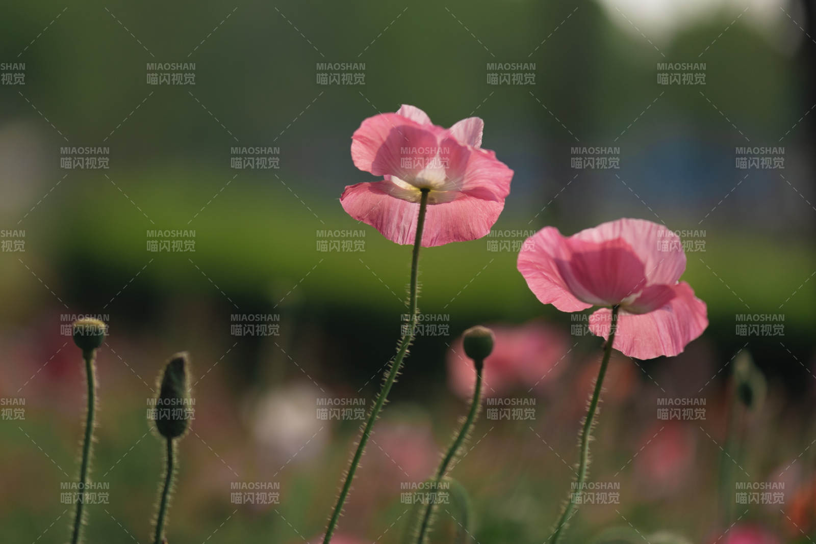 虞美人花朵在风中摇曳图片