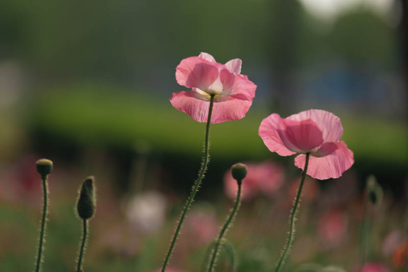 虞美人花朵在风中摇曳图片