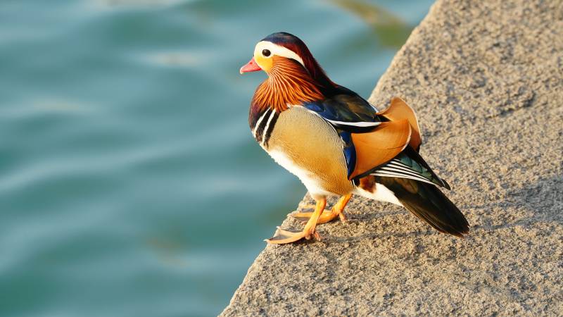 色彩斑斓的鸳鸯静立石上图片