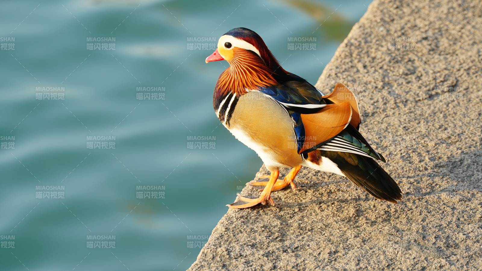 色彩斑斓的鸳鸯静立石上图片