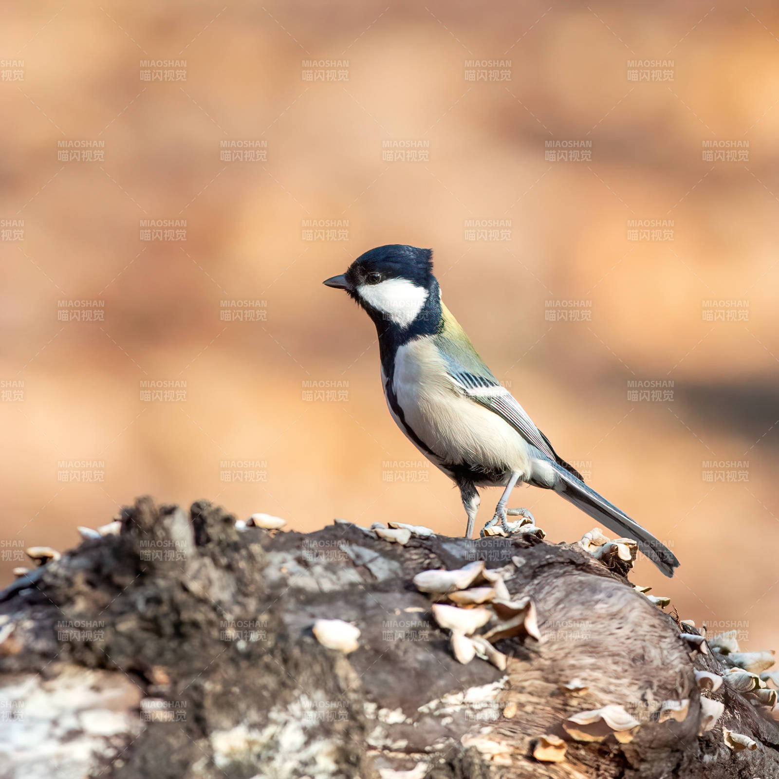 小鸟栖息在树桩上图片