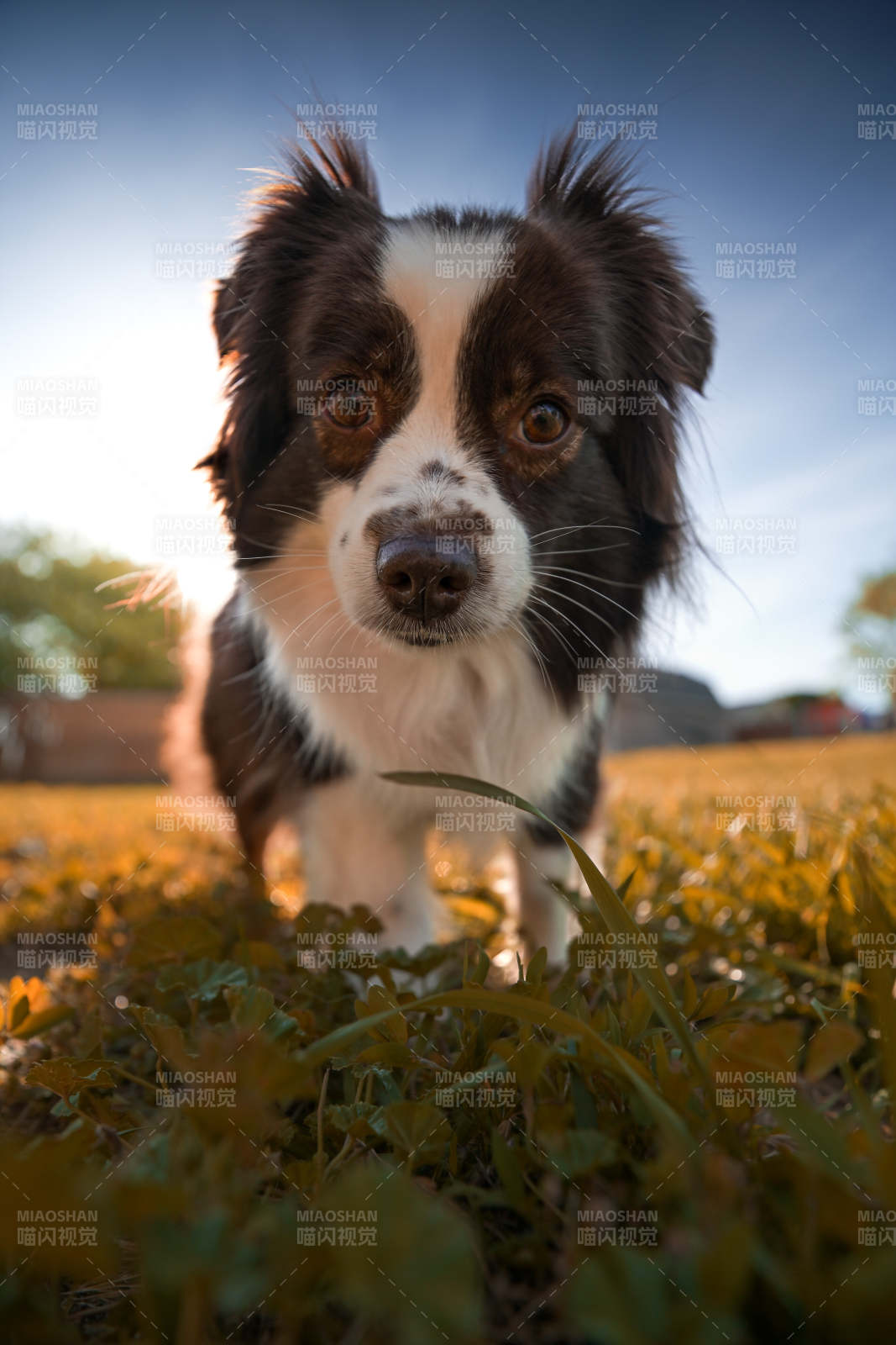 萌宠狗狗草地上的时光图片