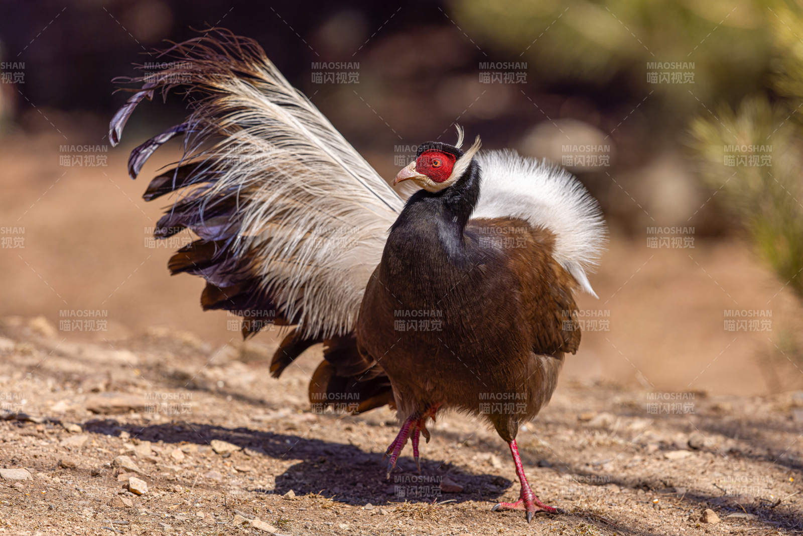 展翅山鸡 自然之美图片