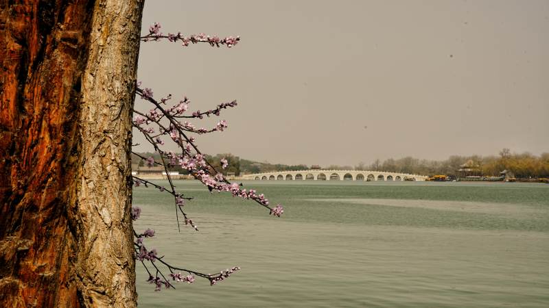 颐和园湖畔春枝映桥影图片