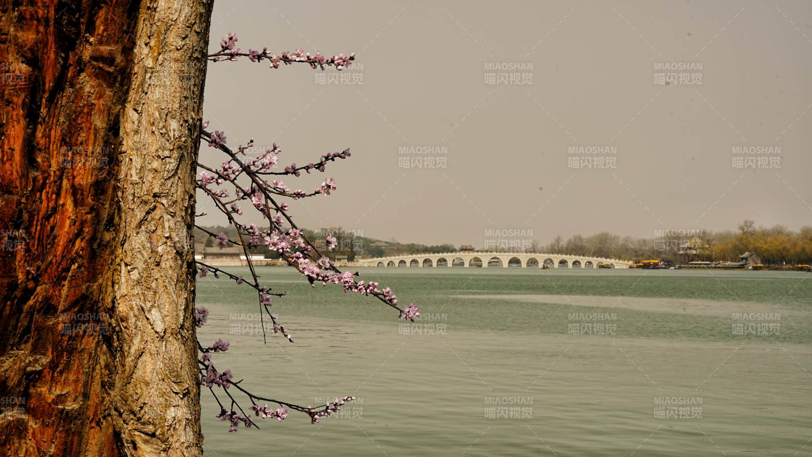 颐和园湖畔春枝映桥影图片