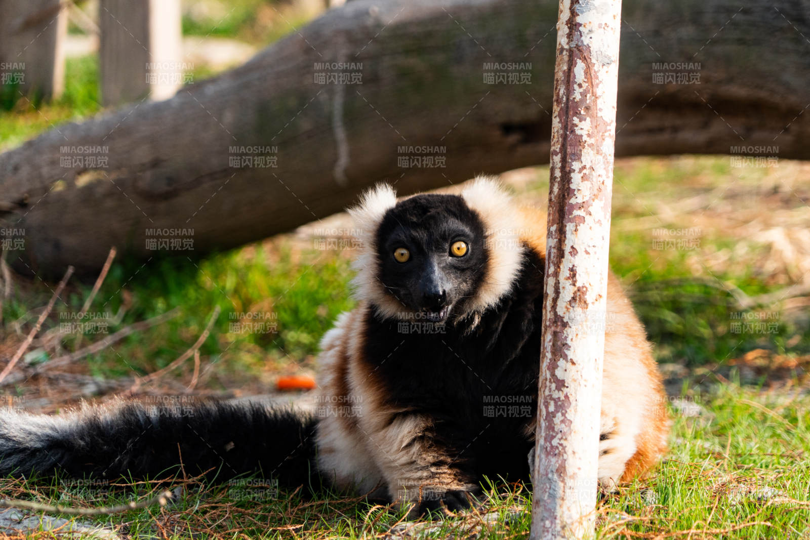 黑美狐猴在草地上休息图片