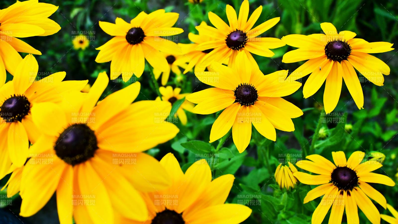 金黄色的黑心菊盛开图片