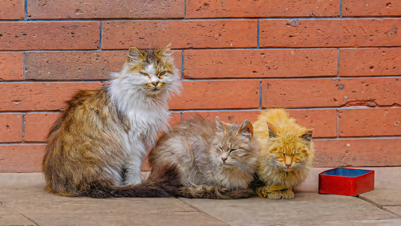 三只猫咪墙边小憩图片