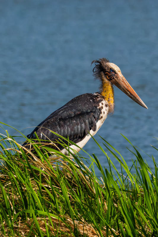 水边的鹳鸟静立草丛图片