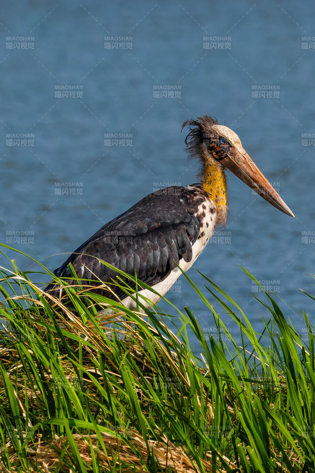 水边的鹳鸟静立草丛图片