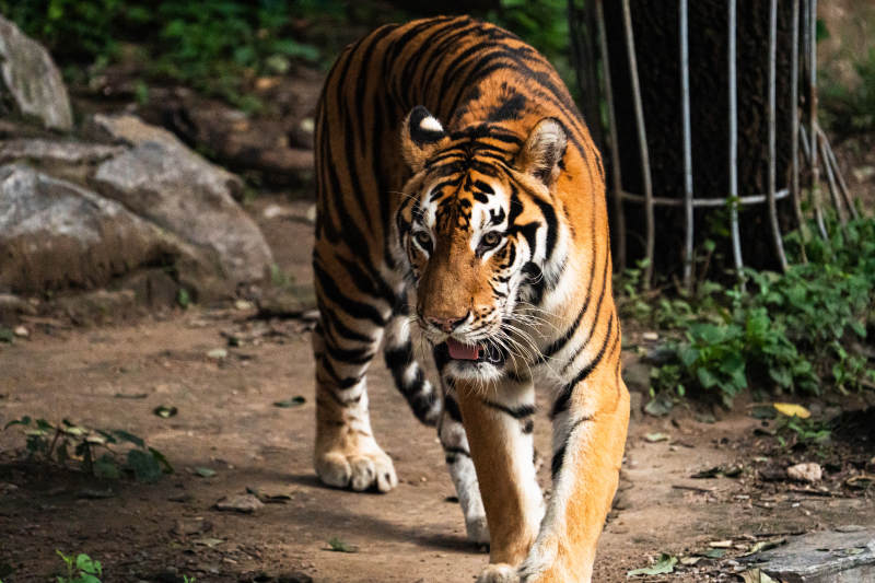 威风凛凛的老虎行走中图片