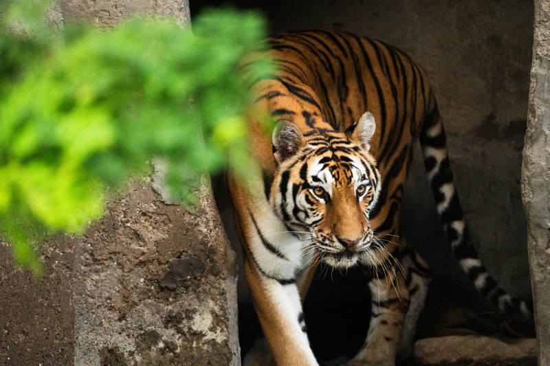 虎行山林 威风凛凛图片