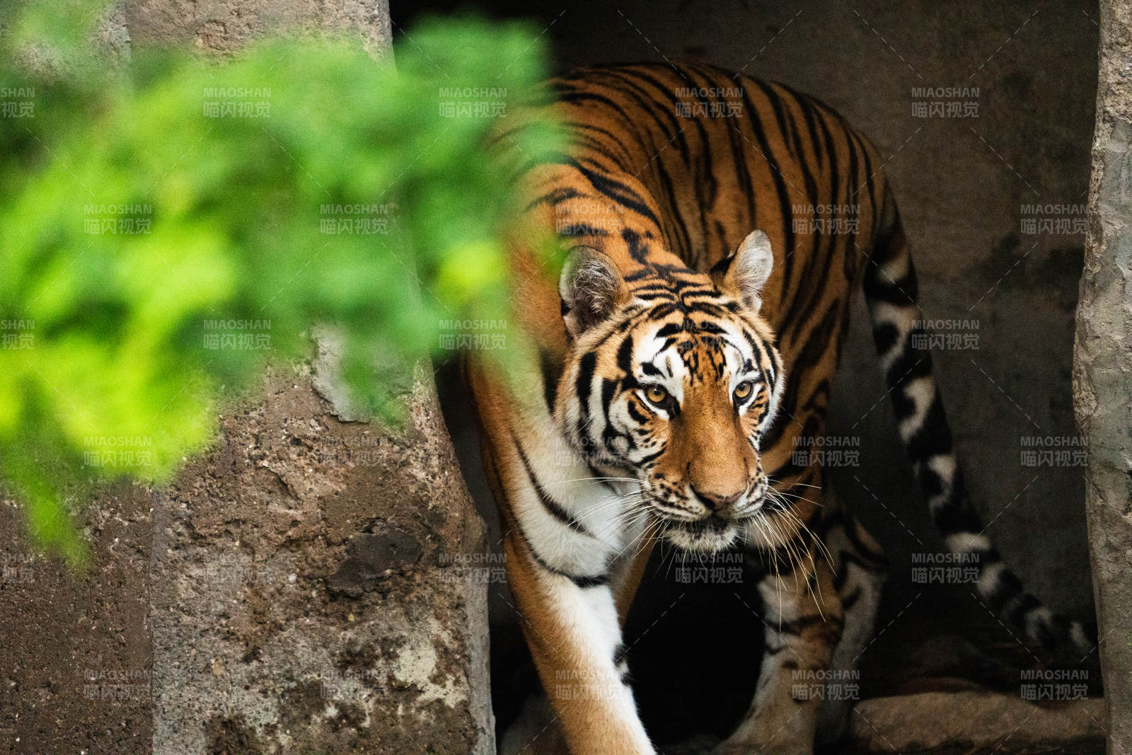 虎行山林 威风凛凛图片