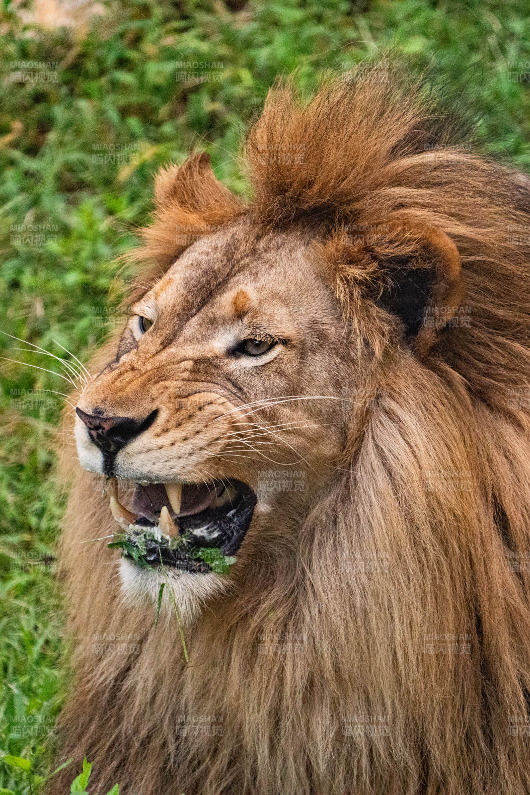 雄狮张嘴吃草瞬间图片