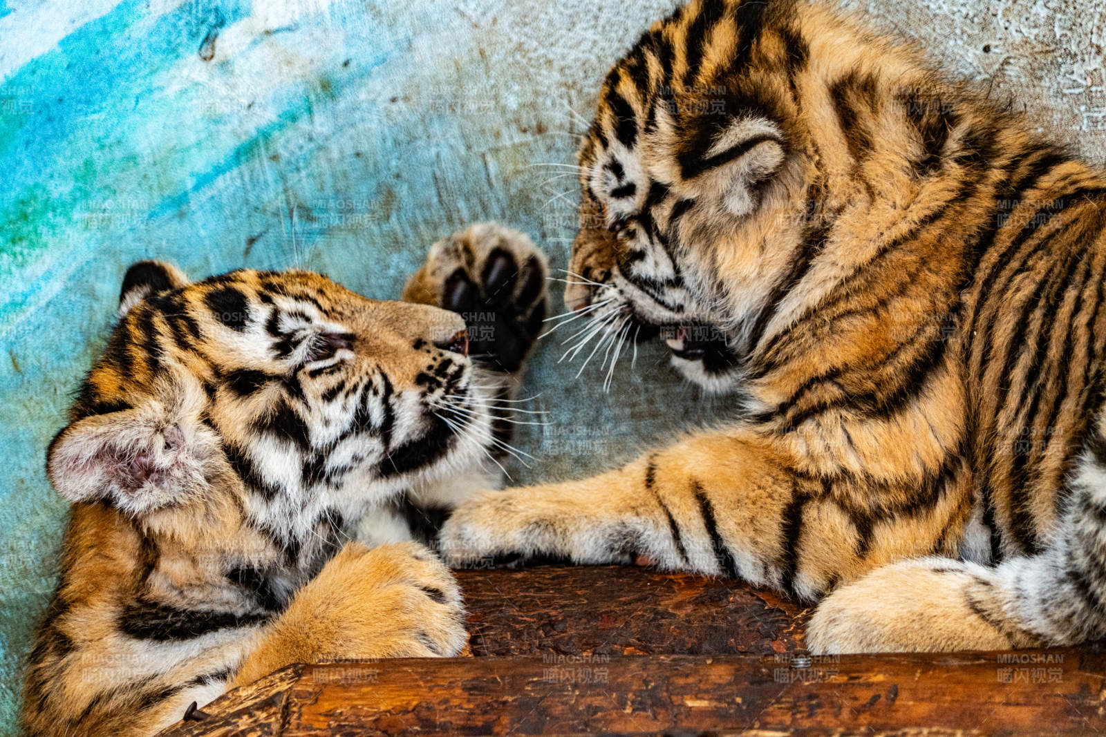 两只小老虎的温馨互动图片