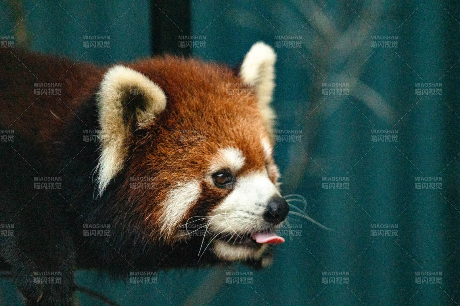 小熊猫的可爱瞬间图片