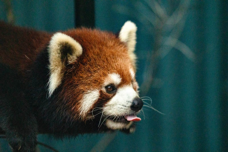 小熊猫的可爱瞬间图片