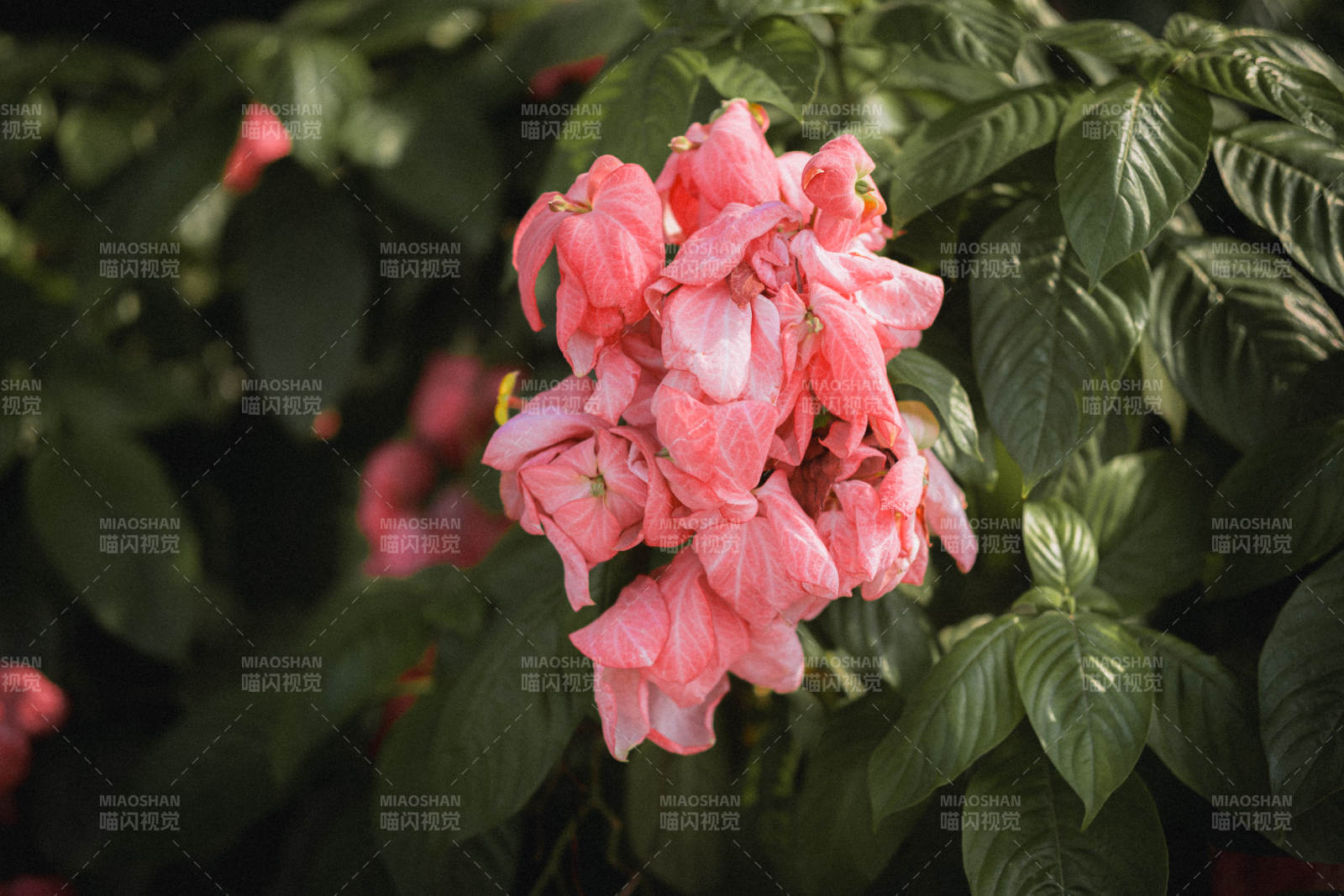 粉色花朵在绿叶中绽放图片