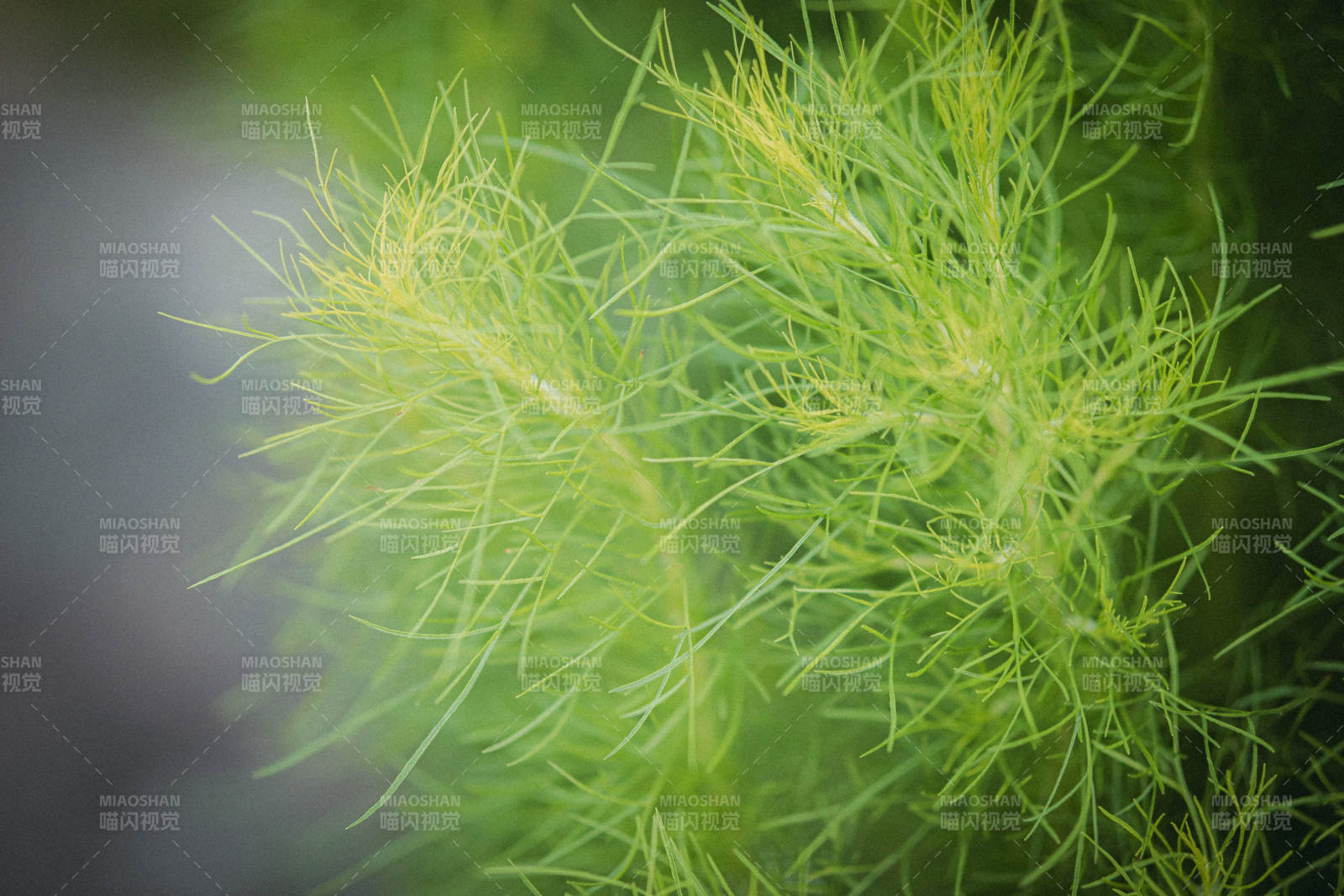 绿叶细枝 自然之美图片