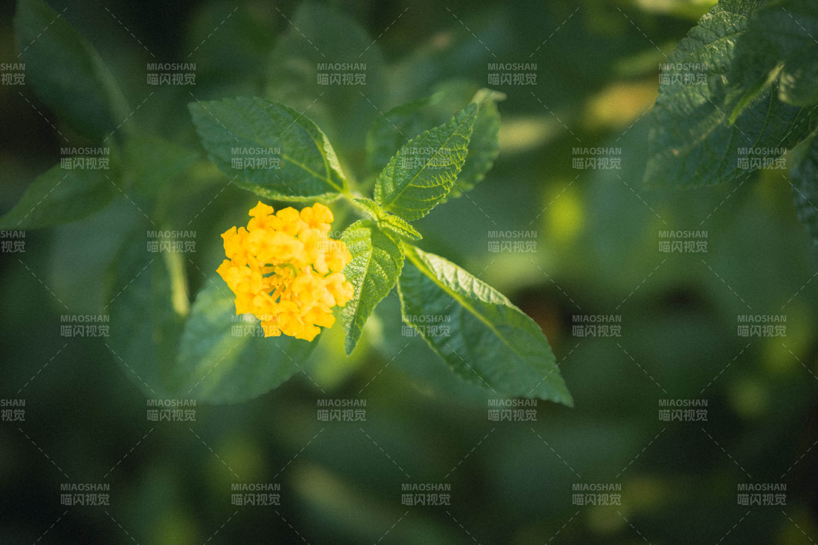 绿叶丛中的黄色小花图片