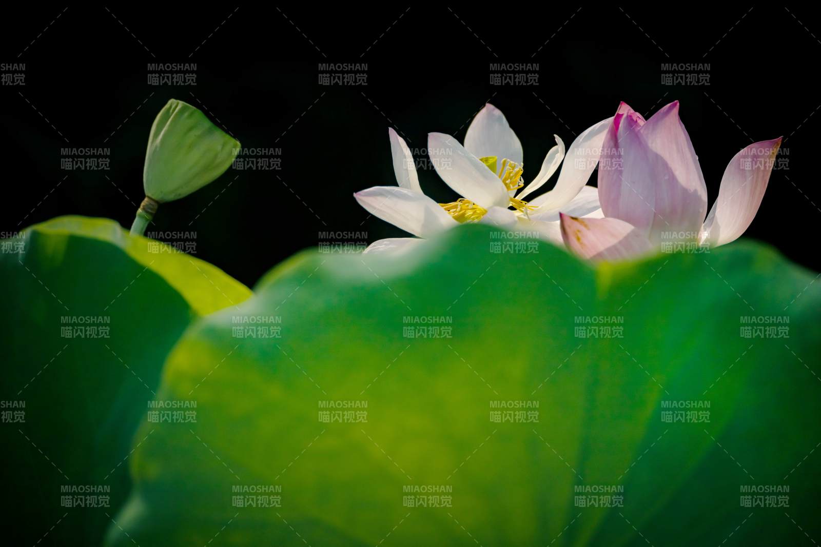 莲花绽放 绿叶相伴图片