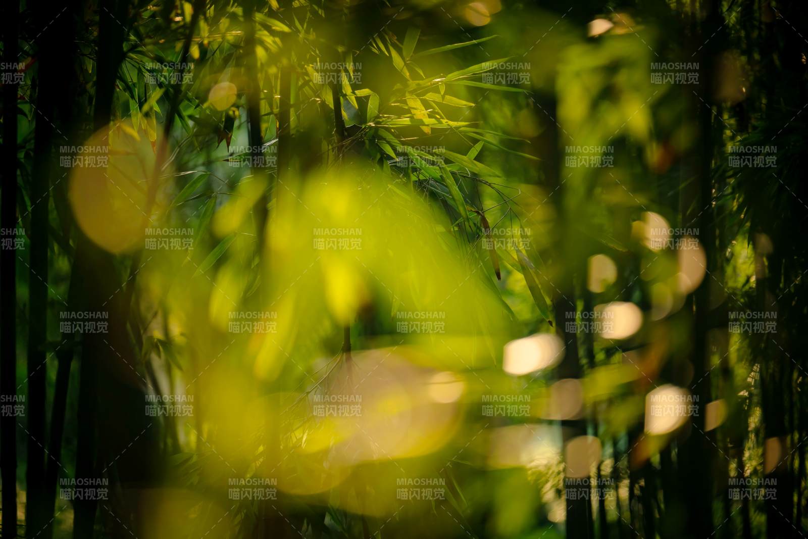 竹林光影 自然之美图片