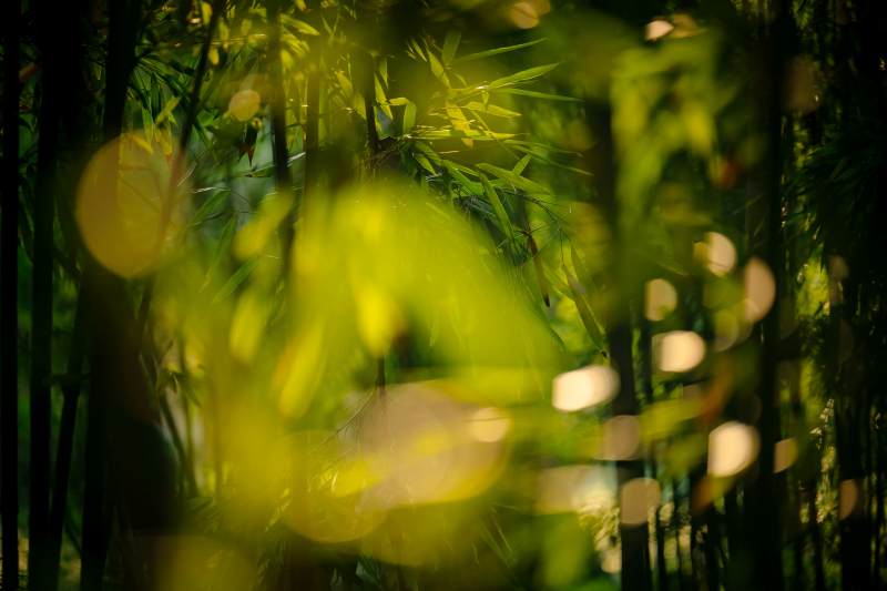 竹林光影 自然之美图片