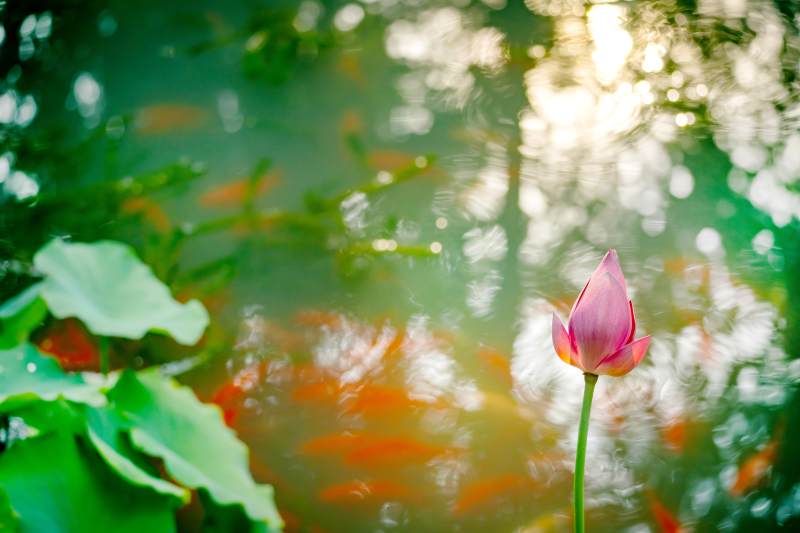 池塘莲花映日光图片