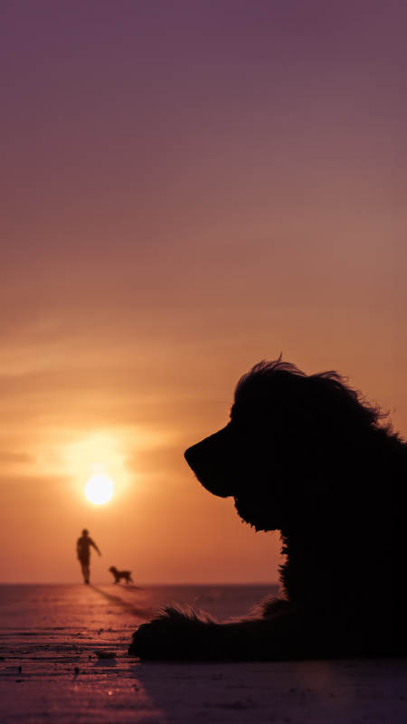 夕阳下的陪伴时光图片