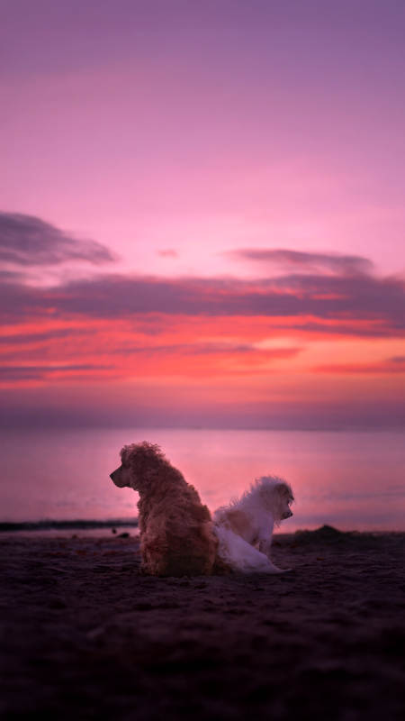 海滩日落 双犬相伴图片