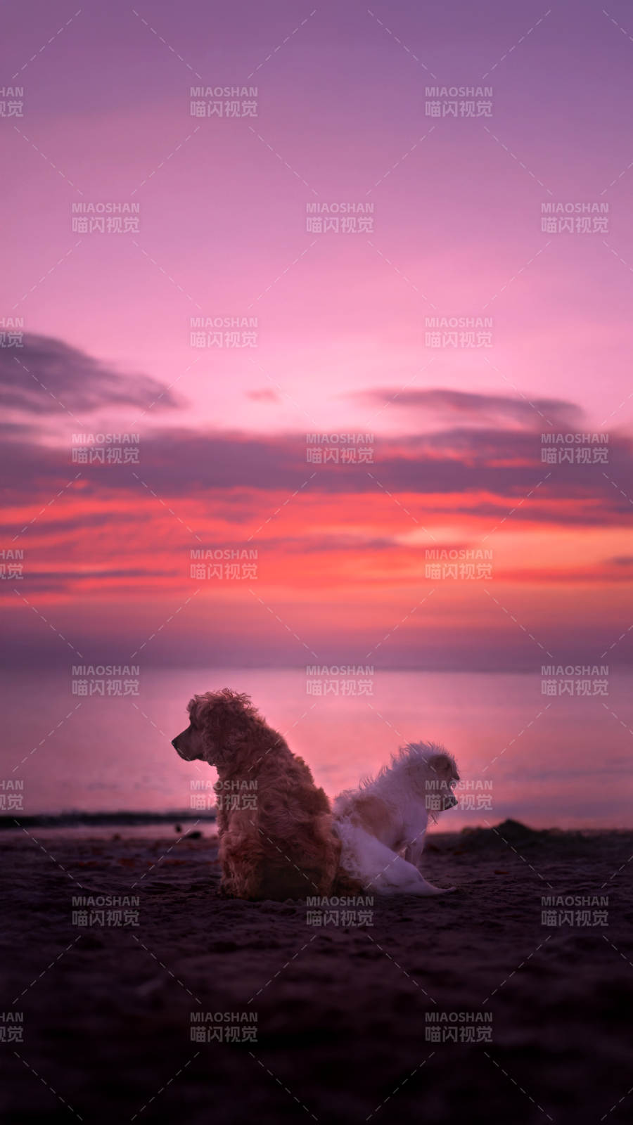 海滩日落 双犬相伴图片