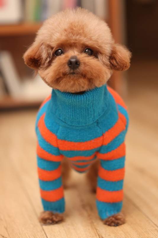 萌宠小狗穿条纹毛衣图片