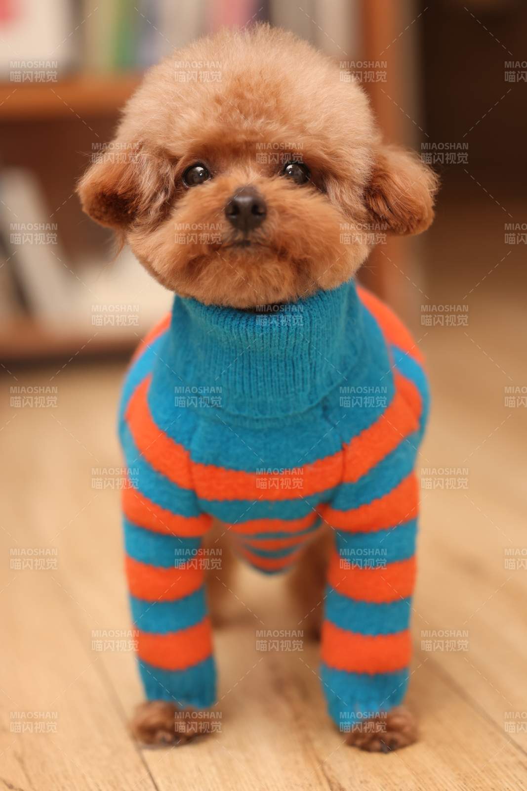 萌宠小狗穿条纹毛衣图片