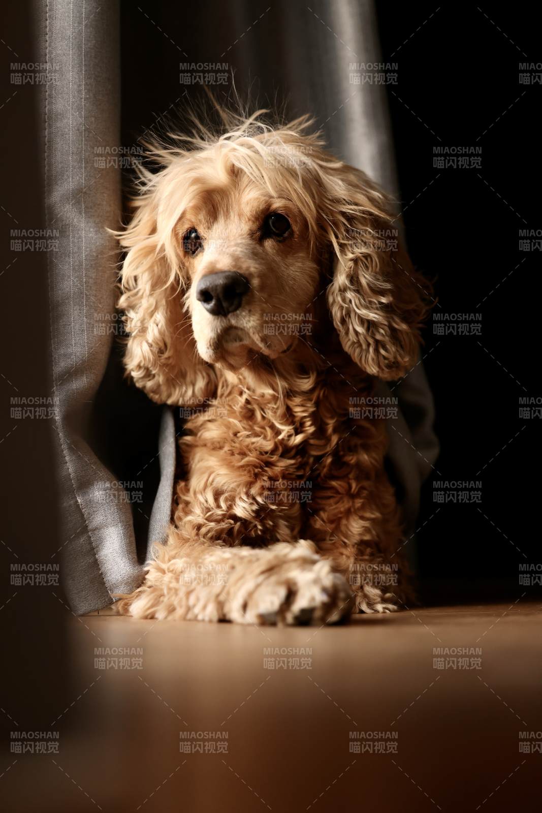 窗边的毛茸茸小狗图片