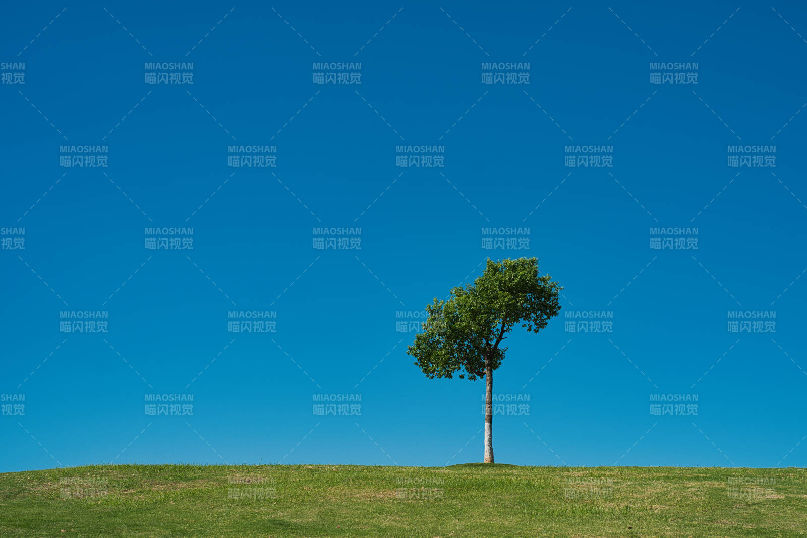 孤树蓝天绿草地图片