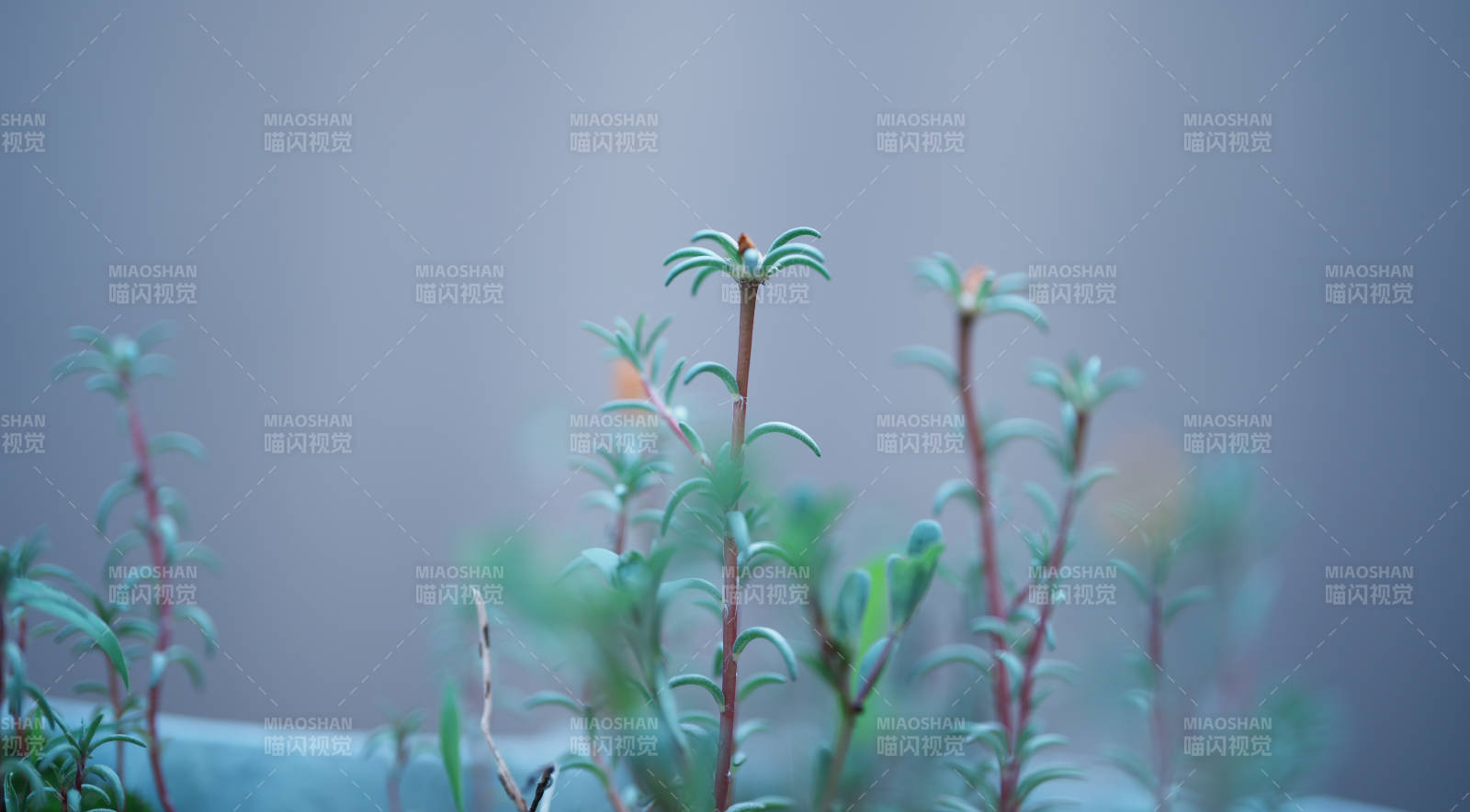 绿植新生 生机勃勃图片